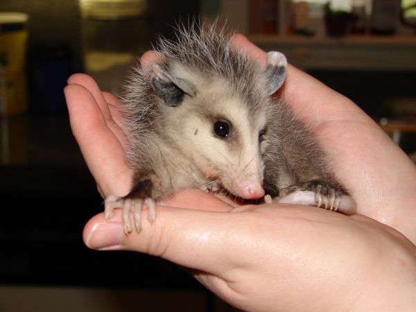 Virginia Opossum | Didelphis virginiana photo