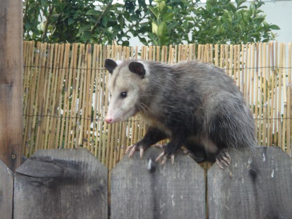 Virginia Opossum | Didelphis virginiana photo
