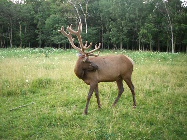 Elk | Cervus elaphus photo