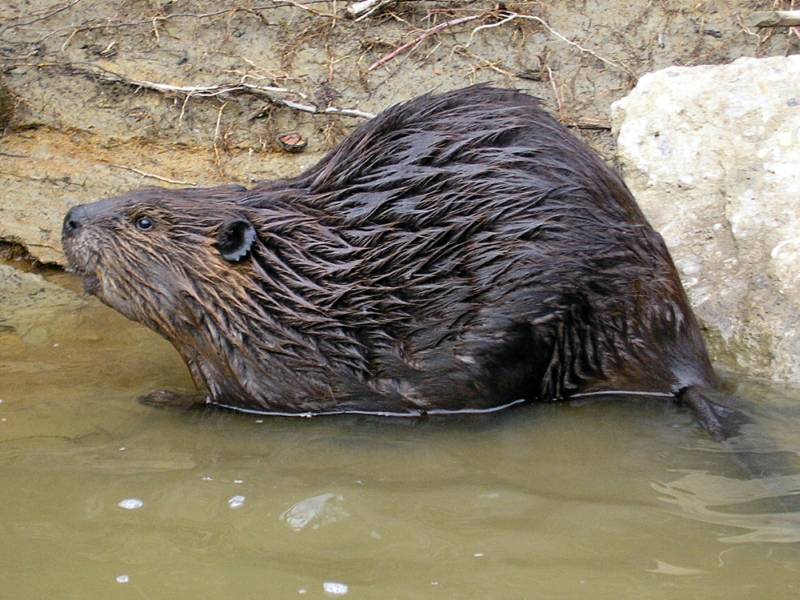 American Beaver | Castor canadensis photo