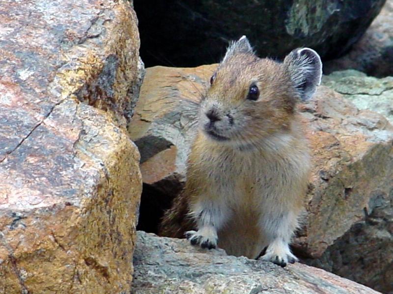 American Pika | Ochotona princeps photo