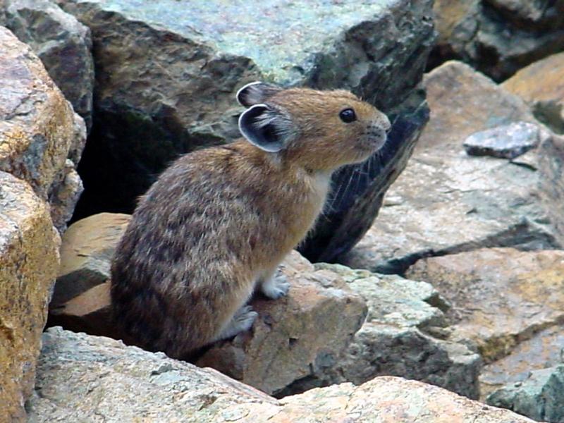 American Pika | Ochotona princeps photo