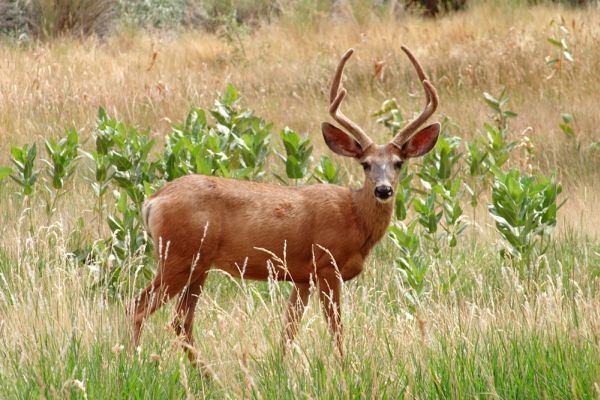 Mule Deer | Odocoileus hemionus photo