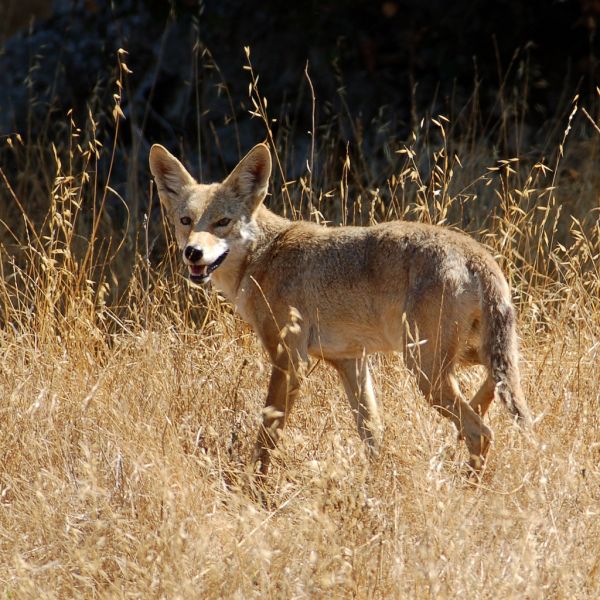 Coyote | Canis latrans photo