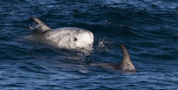 Risso's Dolphin | Grampus griseus photo