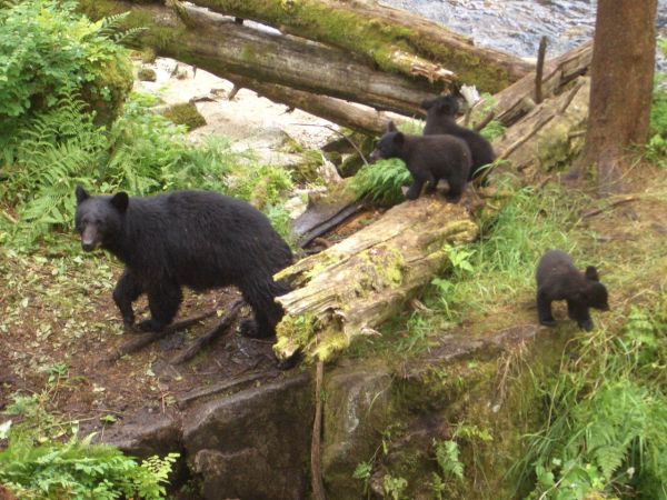 American Black Bear | Ursus americanus photo