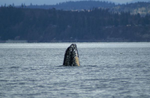 Gray Whale | Eschrichtius robustus photo