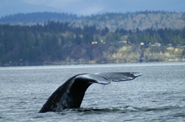 Gray Whale | Eschrichtius robustus photo