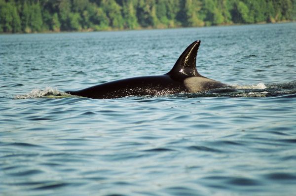 Killer Whale | Orcinus orca photo