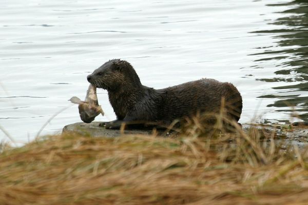 Northern River Otter | Lontra canadensis photo