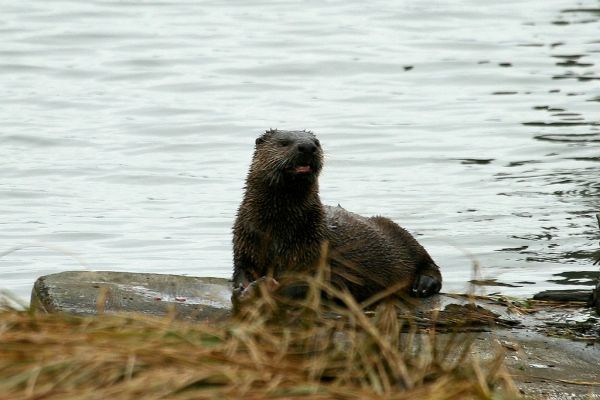 Northern River Otter | Lontra canadensis photo