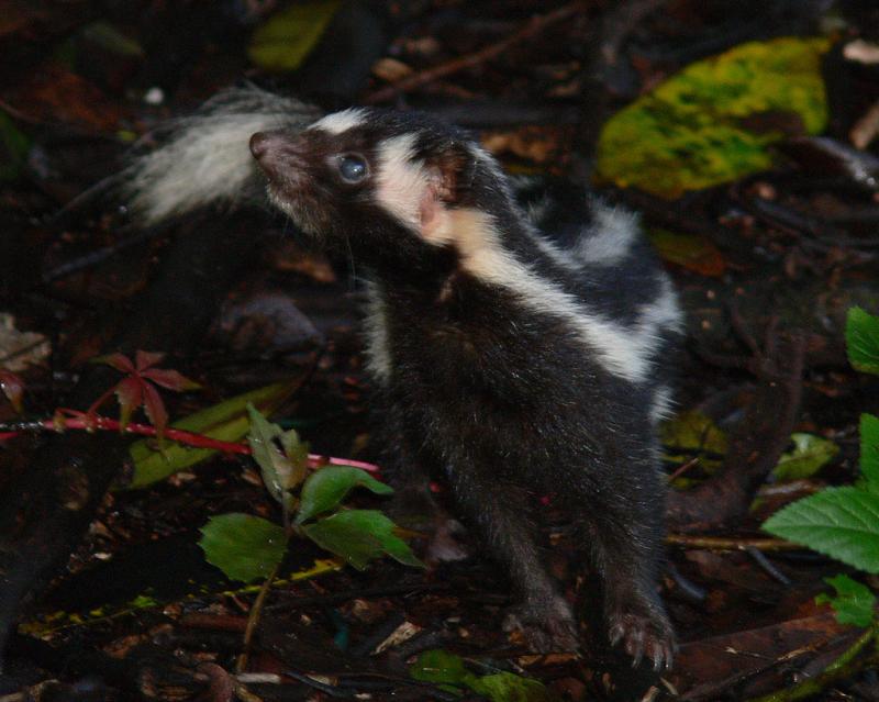 Eastern Spotted Skunk | Spilogale putorius photo