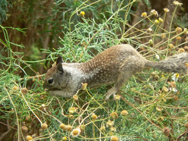 California Ground Squirrel | Spermophilus beecheyi photo