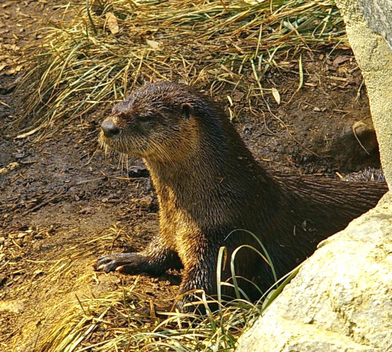 Northern River Otter | Lontra canadensis photo