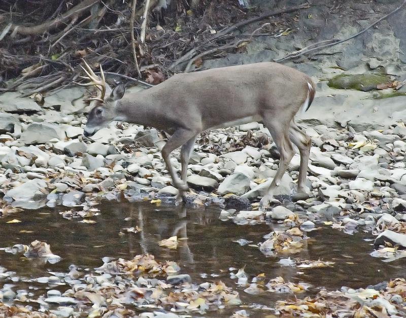 White-tailed Deer | Odocoileus virginianus photo