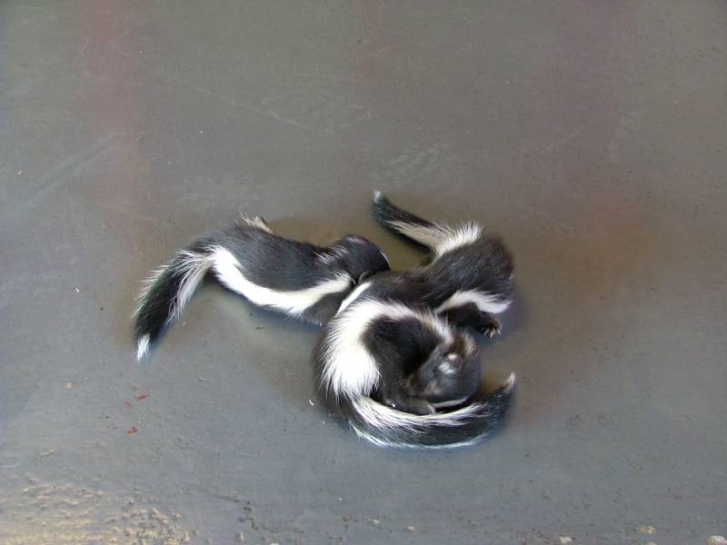 Striped Skunk | Mephitis mephitis photo