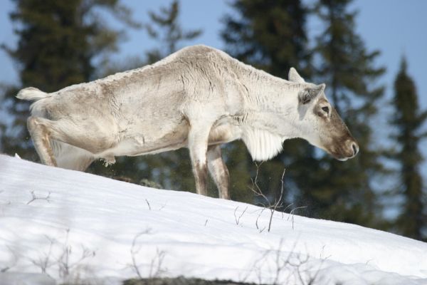 Caribou | Rangifer tarandus photo