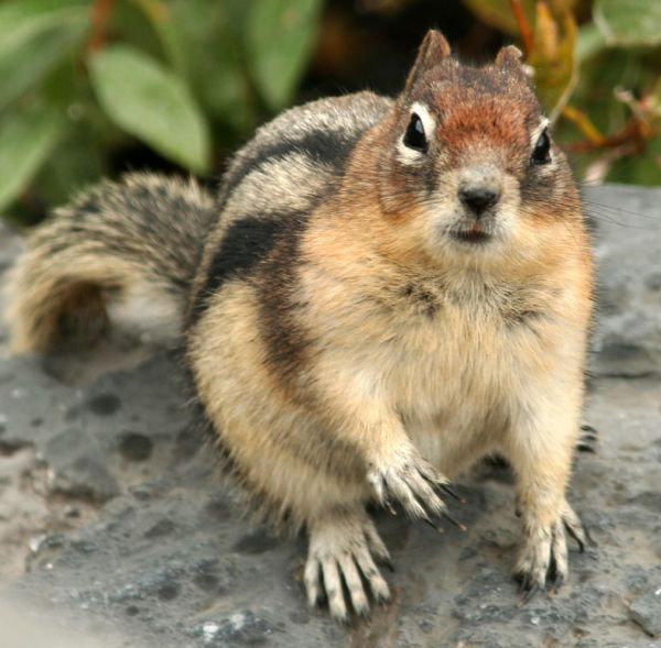 Golden-mantled Ground Squirrel | Spermophilus lateralis photo