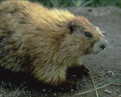 Olympic Marmot | Marmota olympus photo