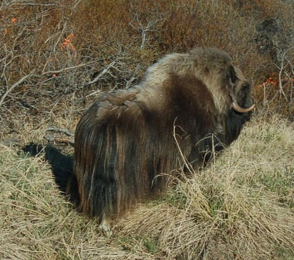 Muskox | Ovibos moschatus photo