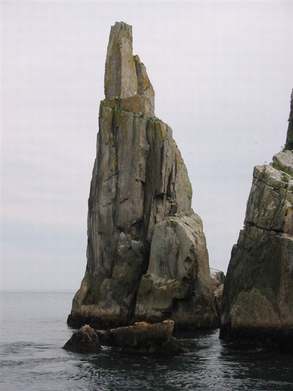 Steller Sea Lion | Eumetopias jubatus photo