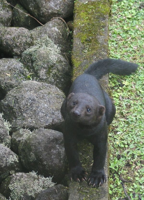 Tayra | Eira barbara photo