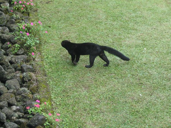 Tayra | Eira barbara photo