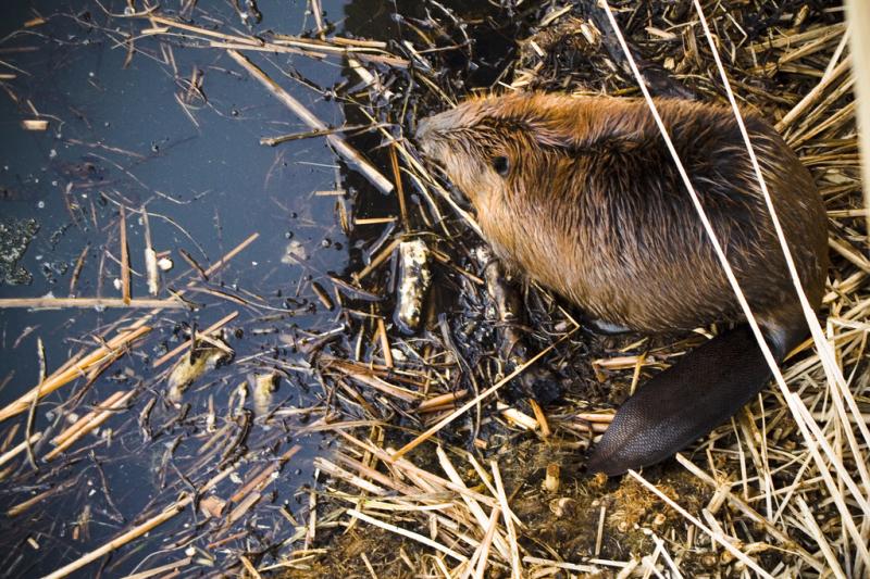 American Beaver | Castor canadensis photo