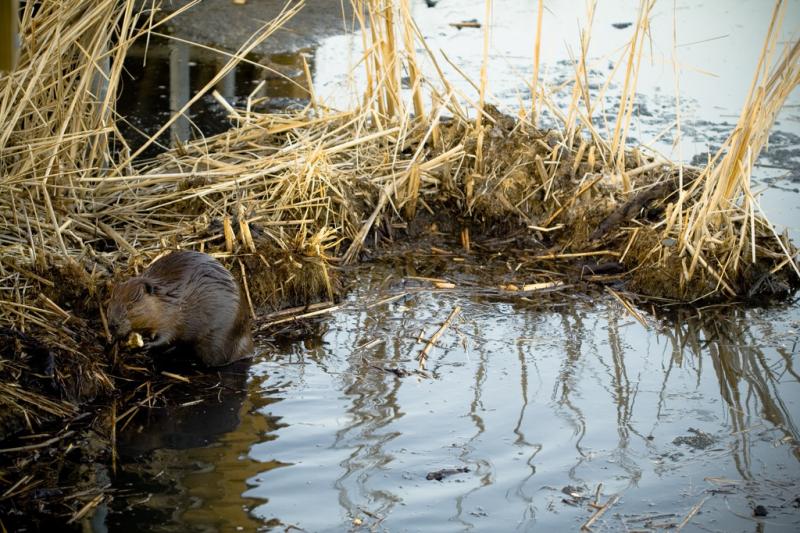 American Beaver | Castor canadensis photo