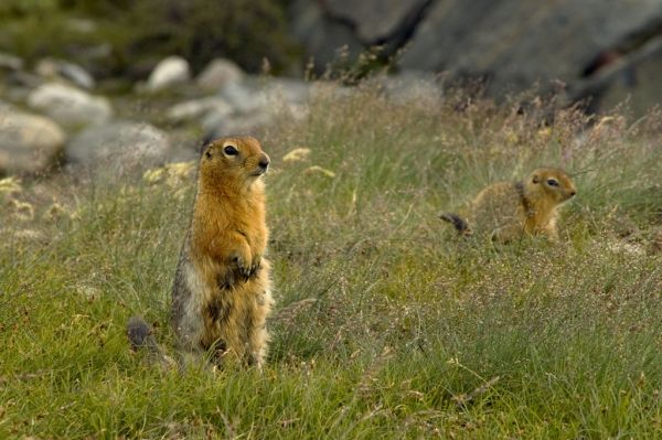 Arctic Ground Squirrel | Spermophilus parryii photo