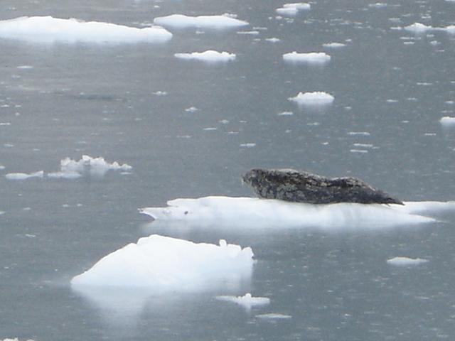 Ringed Seal | Phoca hispida photo