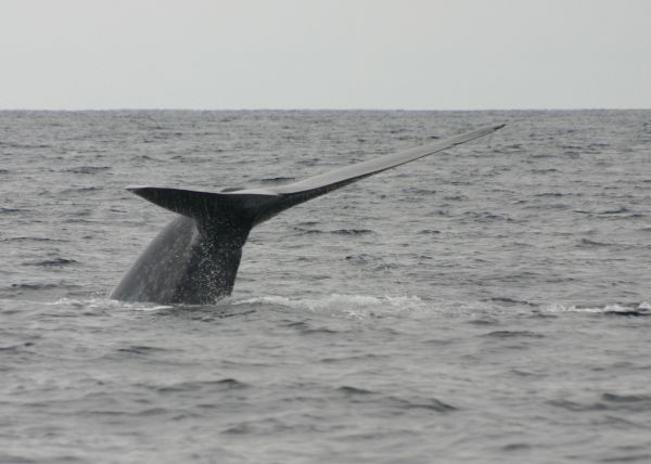 Blue Whale | Balaenoptera musculus photo