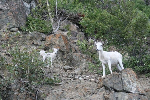 Dall's Sheep | Ovis dalli photo