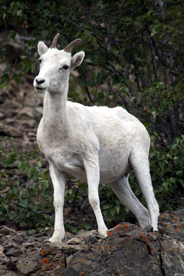 Dall's Sheep | Ovis dalli photo