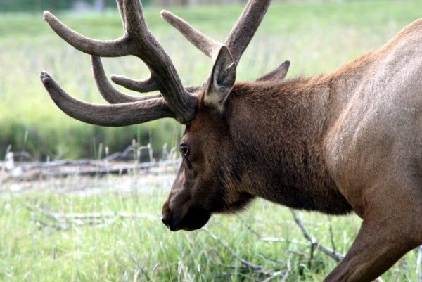 Elk | Cervus elaphus photo