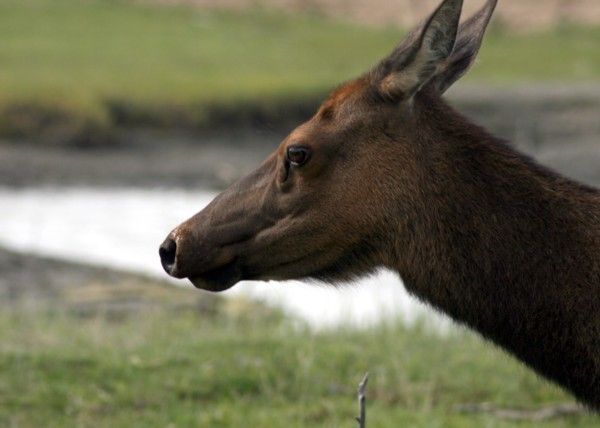 Elk | Cervus elaphus photo