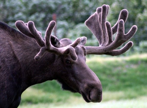 Moose | Alces alces photo