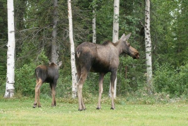 Moose | Alces alces photo