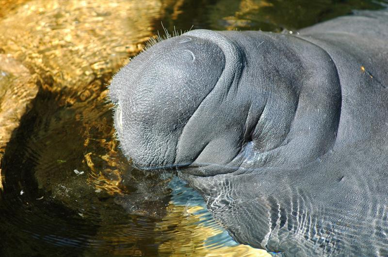 West Indian Manatee | Trichechus manatus photo
