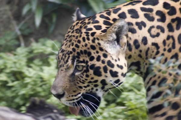 Jaguar | Panthera onca photo