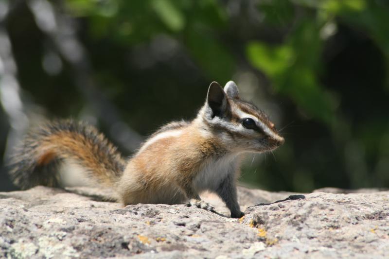 Hopi Chipmunk | Tamias rufus photo