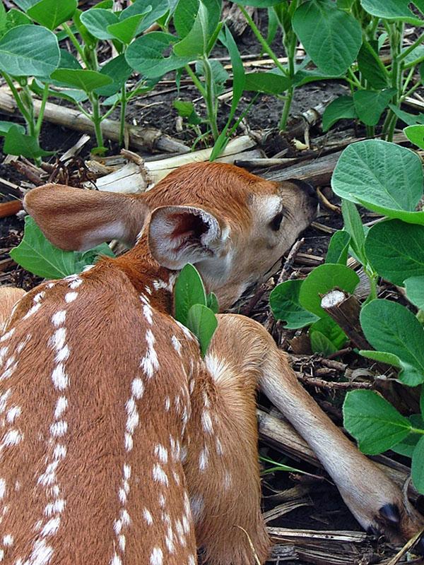 White-tailed Deer | Odocoileus virginianus photo