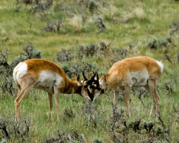 Pronghorn | Antilocapra americana photo