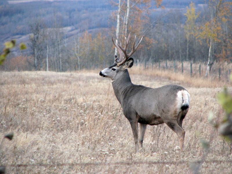 Mule Deer | Odocoileus hemionus photo