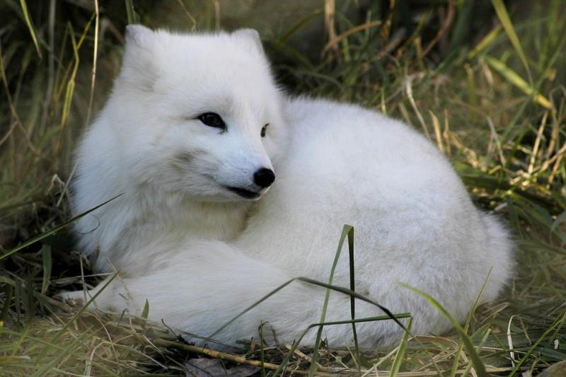 Arctic Fox | Alopex lagopus photo