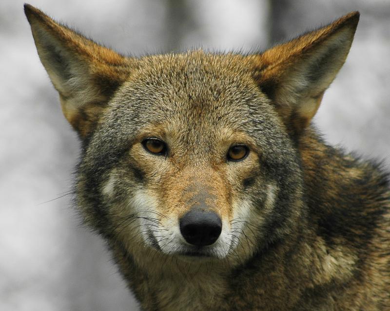 Red Wolf | Canis rufus photo