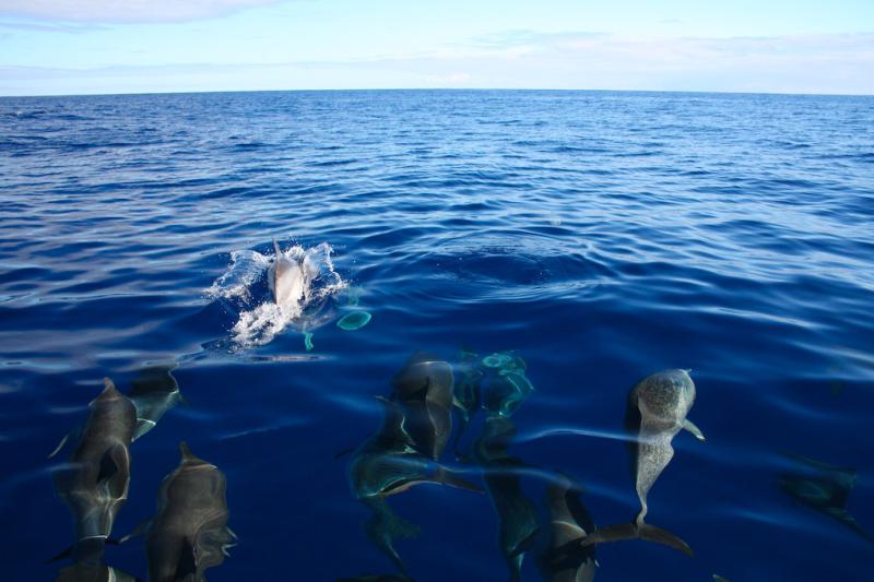 Atlantic Spotted Dolphin | Stenella frontalis photo