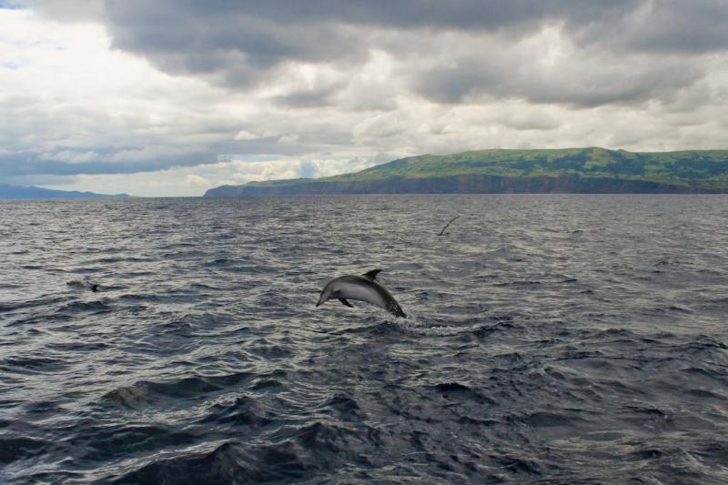 Atlantic Spotted Dolphin | Stenella frontalis photo