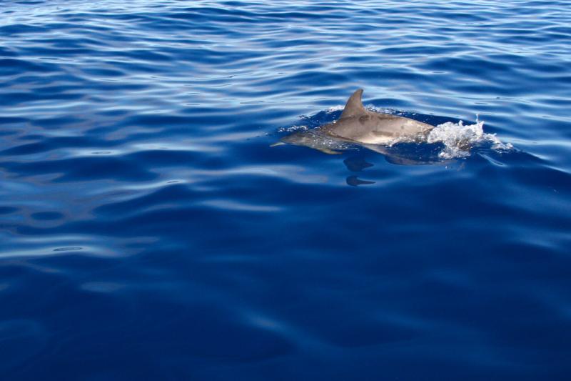 Atlantic Spotted Dolphin | Stenella frontalis photo