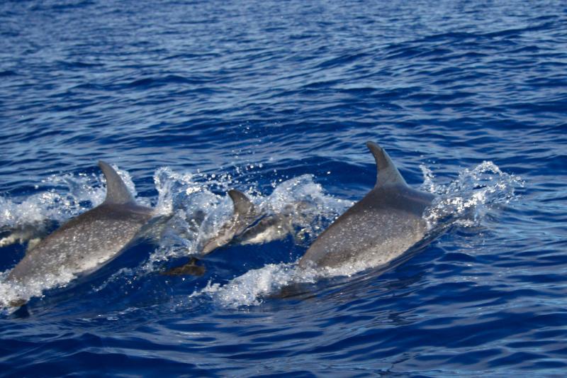 Atlantic Spotted Dolphin | Stenella frontalis photo
